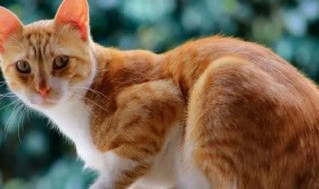 怎么处理养不熟的猫 养不熟的猫处理方法