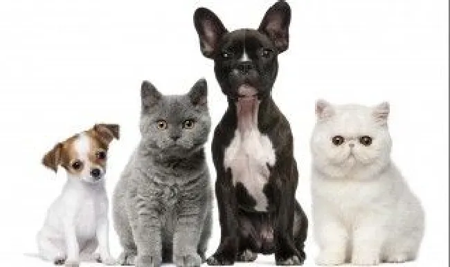 猫打架怎么办 猫咪老打架怎么处理