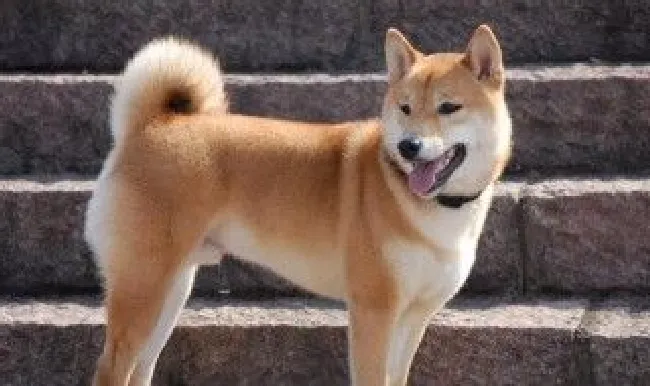 中华田园犬训练方法（中华田园犬训练方法图片）