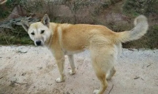 土狗训练方法 土狗怎么训练才听话