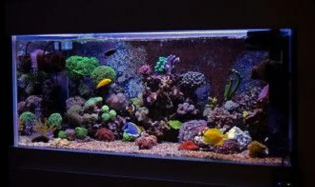 鱼缸打氧方法和技巧 鱼缸怎么增氧