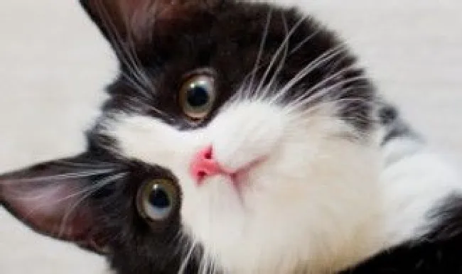朋友圈晒猫说什么 朋友圈晒猫说什么文案