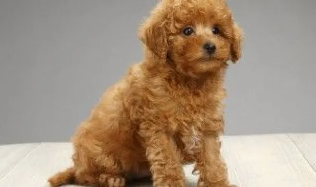 泰迪犬可以吃南瓜子吗（泰迪犬可以吃南瓜子吗有营养吗）