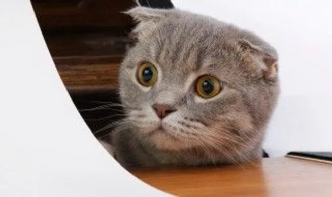 猫咪为什么喜欢抓鸟（家里的猫抓鸟是为什么?）