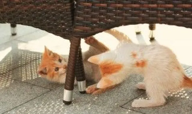 猫可以吃牛肉吗 猫可不可以吃牛肉