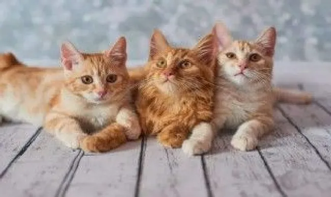怎么给猫驱虫 给猫驱虫的方法