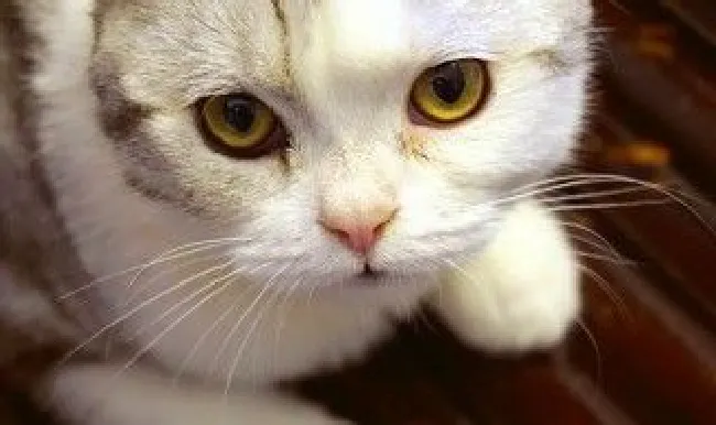 猫的眼睛是什么颜色（猫的特征和特点）