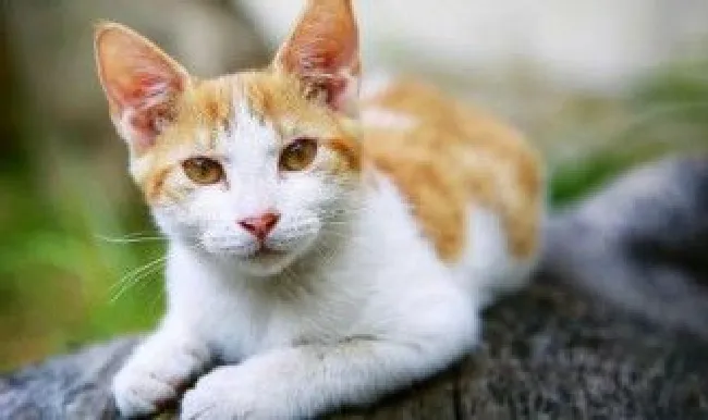 小猫喝奶怎么处理 小猫喝奶处理的方法