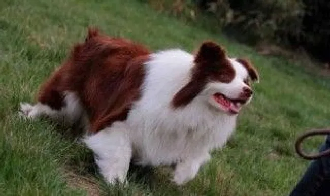 什么犬好养听话好训 就养下面5种吧
