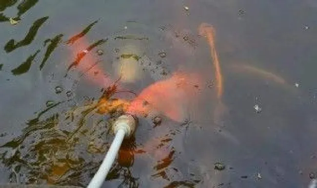 喂鱼的十种方法 鱼食及喂鱼方法