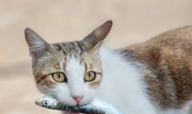 猫咪爱吃鱼它们会被鱼刺卡到吗 猫被刺卡到会怎么样