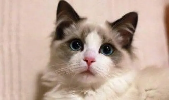 猫为什么吃得少 猫吃得少的原因