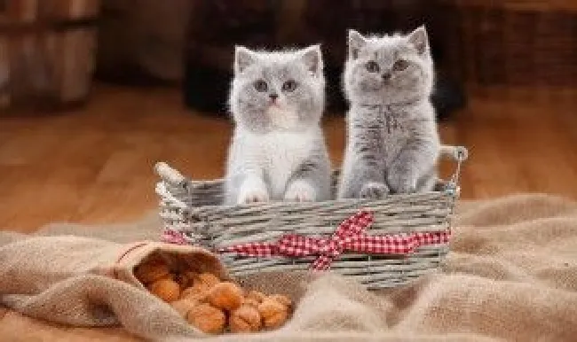 怎么自制猫食（怎么自制猫食营养均衡）