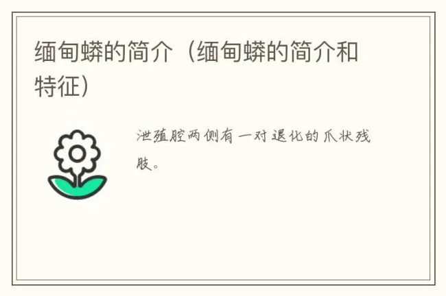缅甸蟒的简介（缅甸蟒的简介和特征）