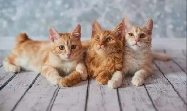 去猫虱子最简单的方法 去猫虱子的方法介绍