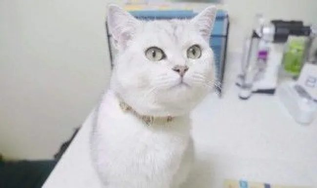 猫什么时候打疫苗 有什么时间方面的规定