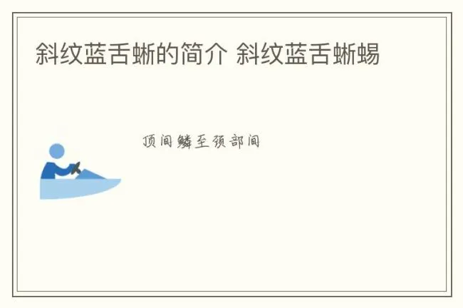 斜纹蓝舌蜥的简介 斜纹蓝舌蜥蜴