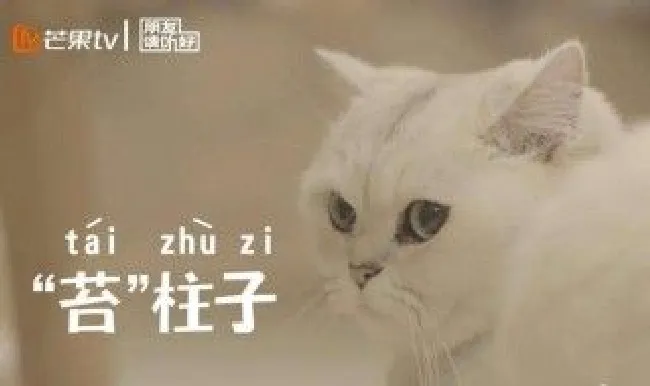 朋友请听好猫咪品种 两品种小猫性格完全不同