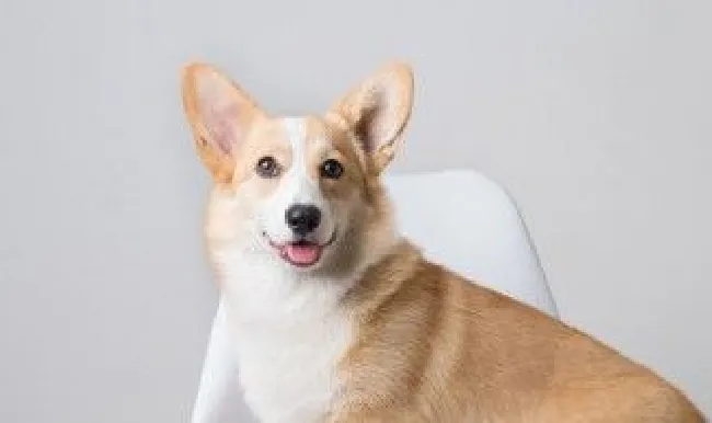 精选宠物犬名字（宠物犬取名字大全）