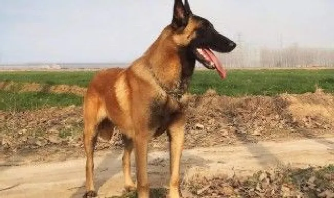 怎么训练马犬 训练马犬方法