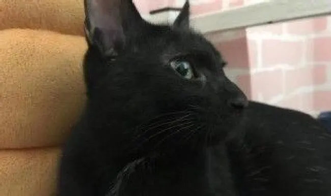 养黑猫适合什么人养 为什么不适合养呢