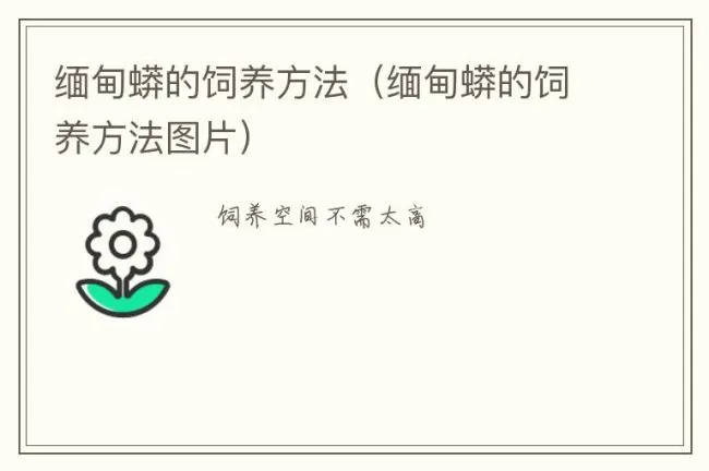 缅甸蟒的饲养方法（缅甸蟒的饲养方法图片）