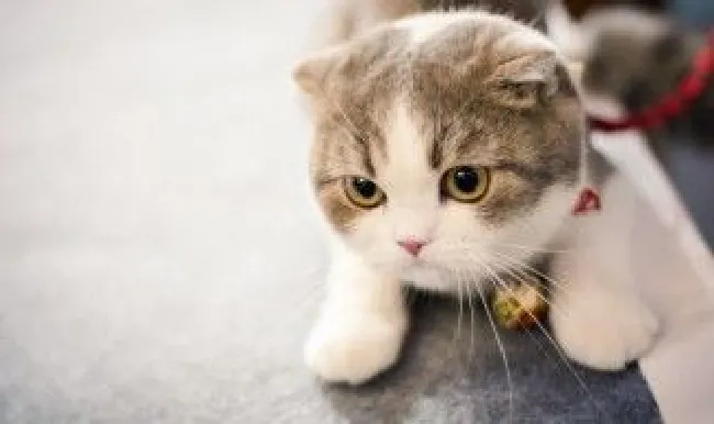 养猫有什么好处 养猫都有什么好处