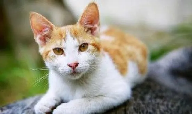 猫咪饭怎么做（猫咪饭怎么做营养）
