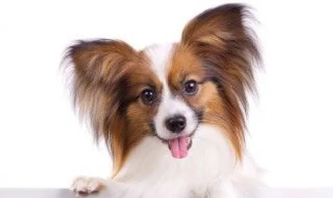 什么小型狗最忠诚 国内公认最忠诚的l两种小型犬