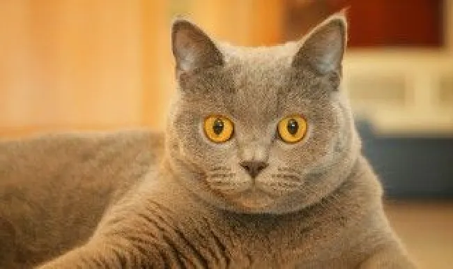 猫窝的正确布置方法 猫窝怎么布置才舒服