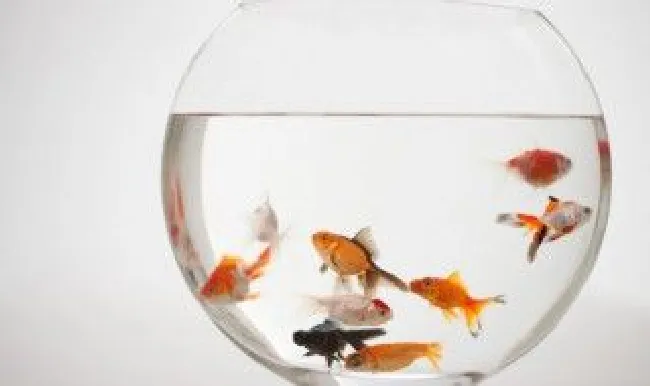 鱼缺氧快速解决方法（鱼缺氧快速解决方法有哪些）