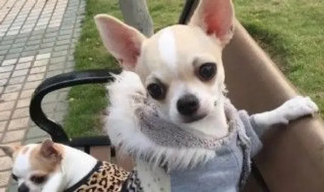 吉娃娃犬什么情况下穿衣服好（小型吉娃娃狗狗的衣服）