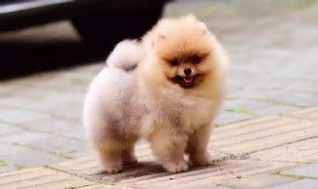 博美犬训练排便的方法步骤（怎样训练博美幼犬大小便）
