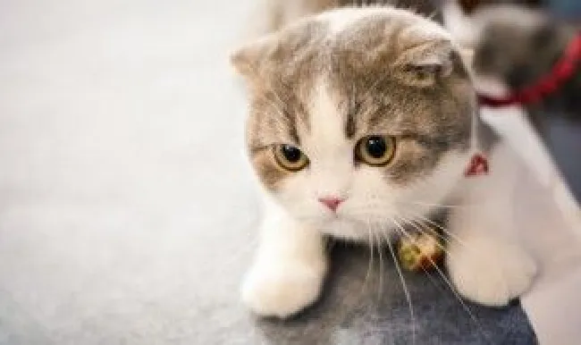猫咪一年可以打2次疫苗吗 猫咪一年能不能打2次疫苗