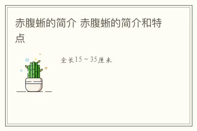 赤腹蜥的简介 赤腹蜥的简介和特点