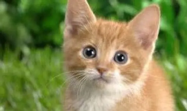 猫咪的声调是几声（猫咪的音节声调怎么写）