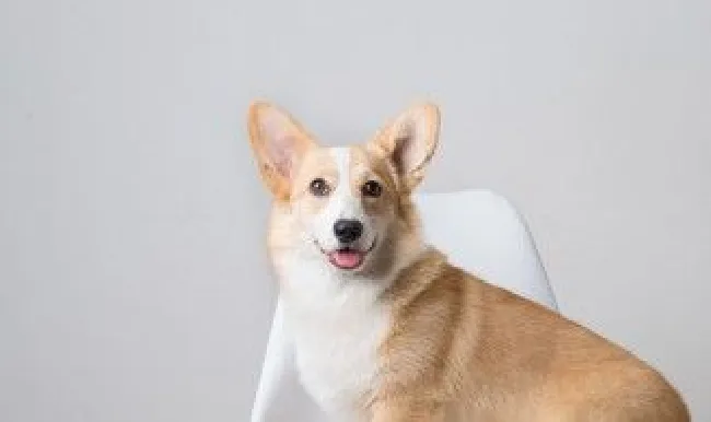 狗狗洗澡的技巧 狗狗洗澡的基本流程