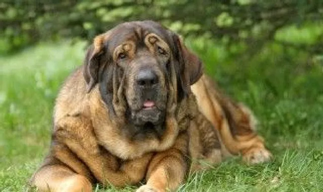 猛犬驯养的方法 猛犬怎么驯养