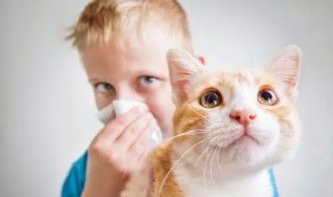 新手养猫最好养哪种猫 新手养哪种猫比较好