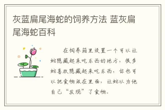 灰蓝扁尾海蛇的饲养方法 蓝灰扁尾海蛇百科