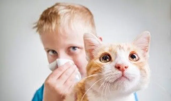 牛磺酸猫每天都要吃吗 猫牛磺酸需要每天吃吗