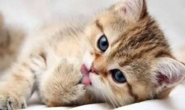怎么判断猫的腿是否断了 猫咪腿部骨折症状