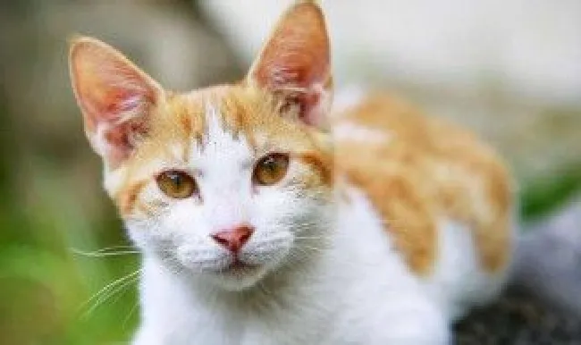 猫咪刷牙正确方法 猫咪刷牙正确方法介绍