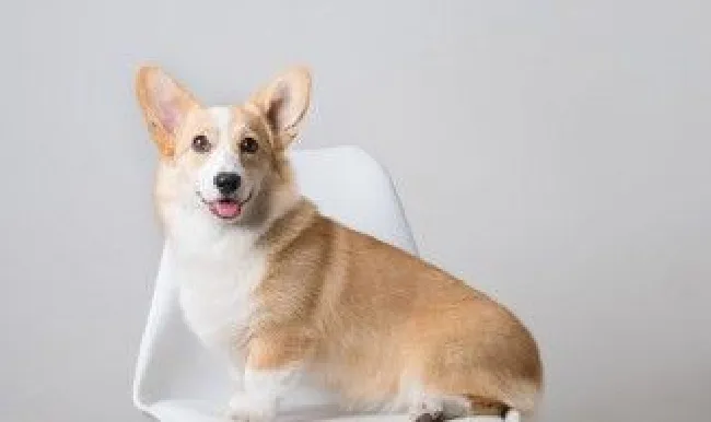 柴犬的饲养方法及注意事项 喂养柴犬的注意事项