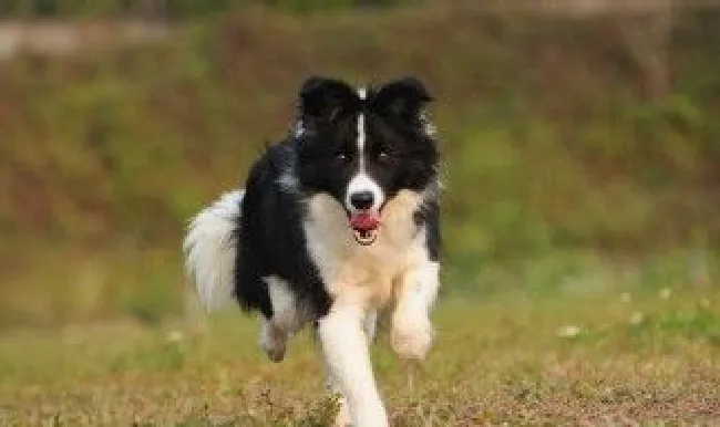 训练边牧犬方法 训练边牧犬然后训练