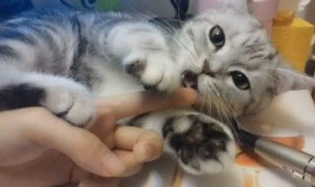 猫舔人是什么意思 原来是这个意思