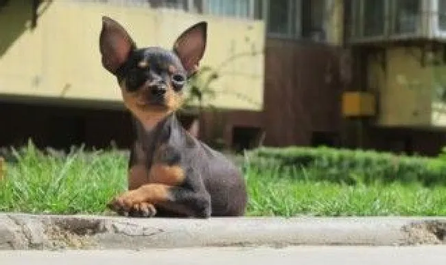 小鹿犬的繁殖方法 小鹿犬怎么配种