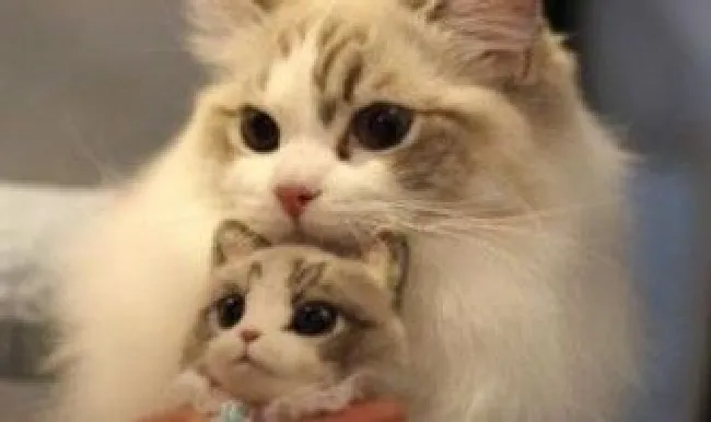 猫要怎么养 养猫的方法