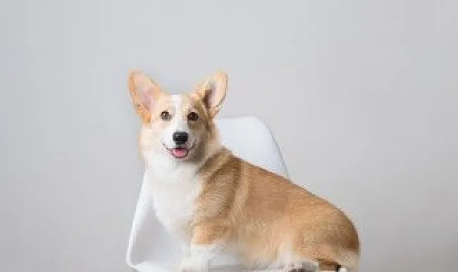 为什么哑巴狗不能养 哑巴狗不能养的原因
