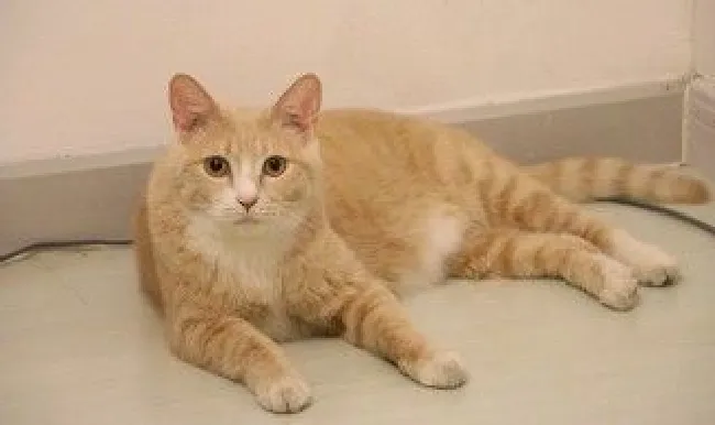 橘猫的性格特点（橘猫的优缺点）